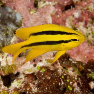 Chromis Dorado y Negro (Black and Gold Chromis)