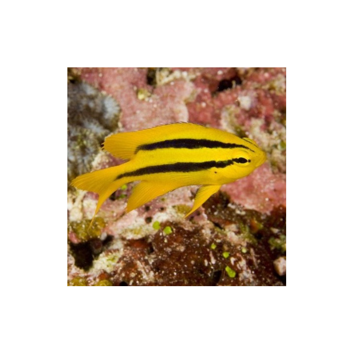 Chromis Dorado y Negro (Black and Gold Chromis)