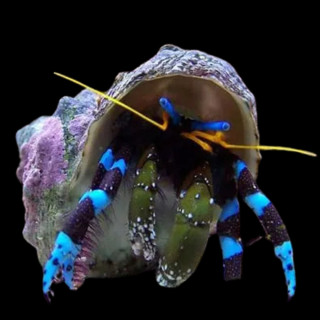 Cangrejo Ermitaño Neon Azul (Neon Blue Reef Hermit Crab)