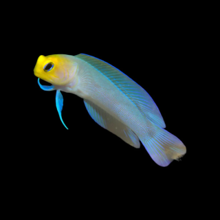 Gobio Pearly Jawfish (Pearly Jawfish)