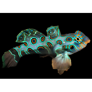 Gobio Mandarin Amarillo (Yellow Target mandarin Goby)