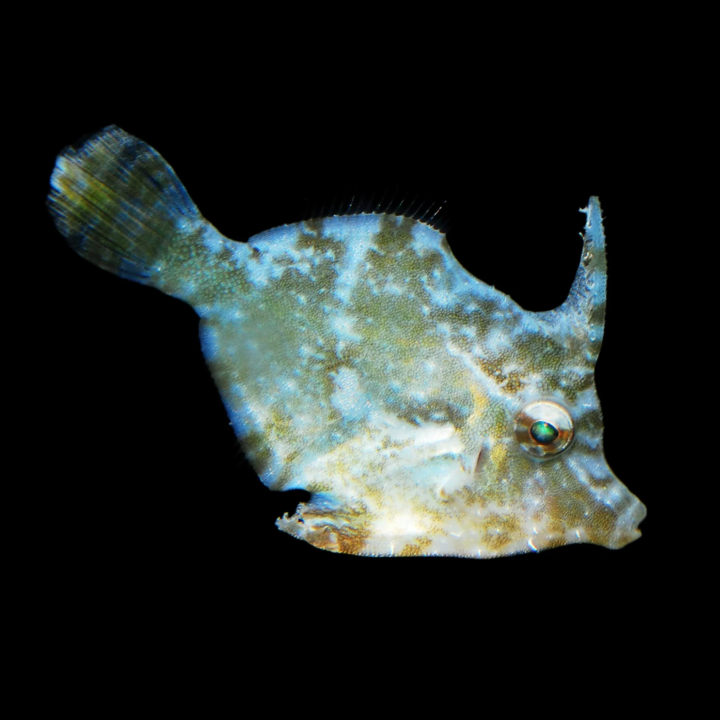 Pez Lija Tormentoso - Come Aiptasias (Aiptasia Eating File Fish)