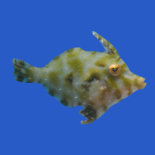 Pez Lija Tormentoso - Come Aiptasias (Aiptasia Eating File Fish)