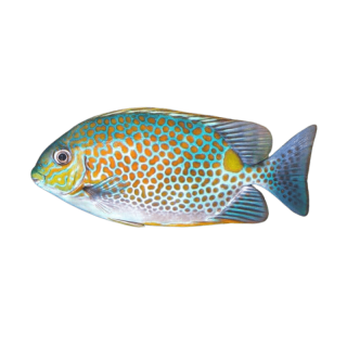 Pez Conejo Puntos Naranjas (Orangespot Rabbitfish)