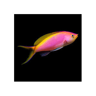 Anthias Bartlett (Bartlett's Anthias Famale)