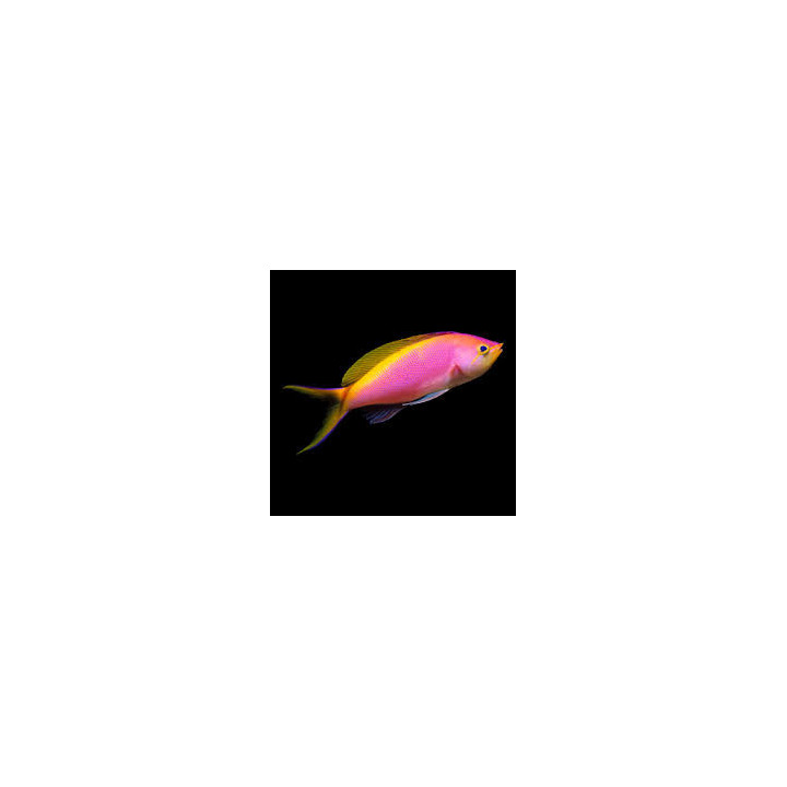 Anthias Bartlett (Bartlett's Anthias Famale)