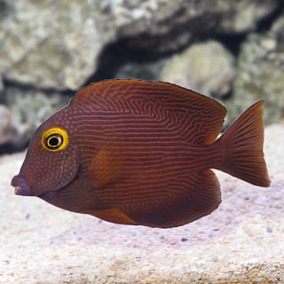 Cirujano Kole Ojo Amarillo (Spotted Yellow Eye Kole Tang)