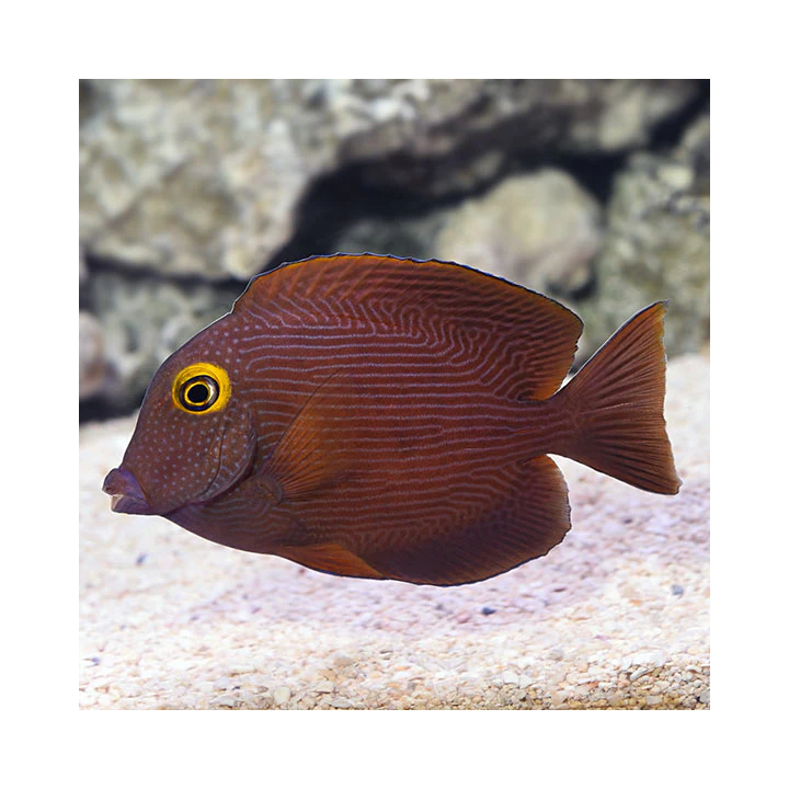Cirujano Kole Ojo Amarillo (Spotted Yellow Eye Kole Tang)
