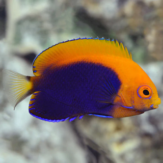 Angel Flameback (Flameback Angel)