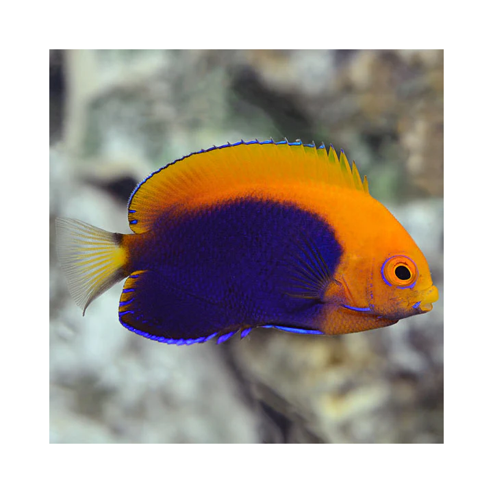 Angel Flameback (Flameback Angel)