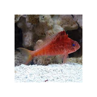 Pez Halcón Rojo (Red Lyretail Hawk Fish)