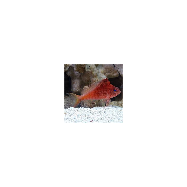 Pez Halcón Rojo (Red Lyretail Hawk Fish)