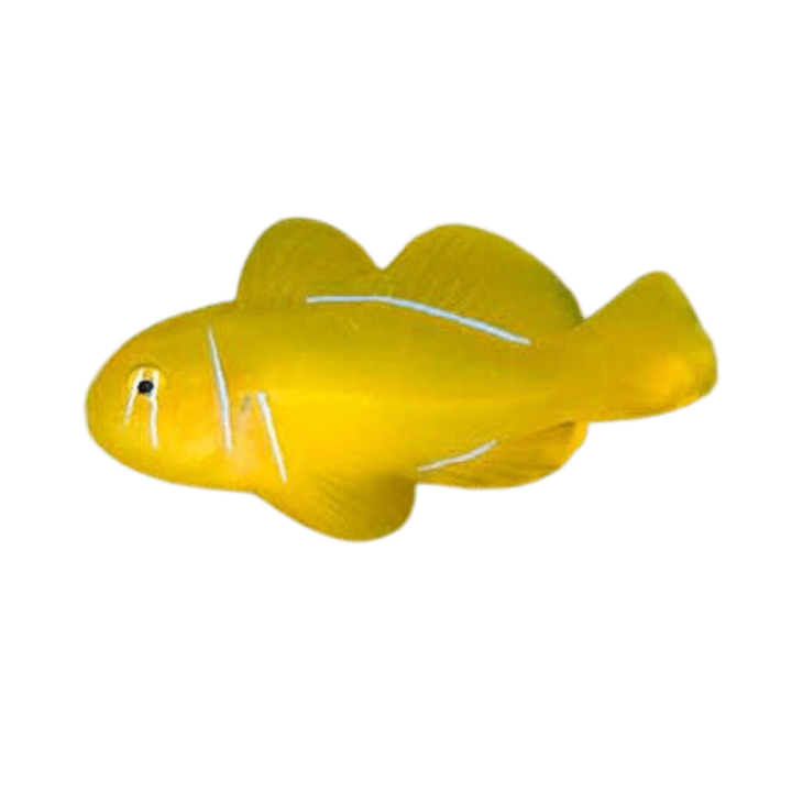 Gobio Payaso Citron (Citron Clown Goby)