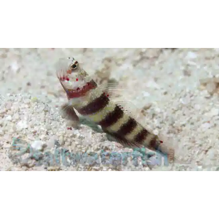 Gobio Abejorro (Bumblebee Goby)