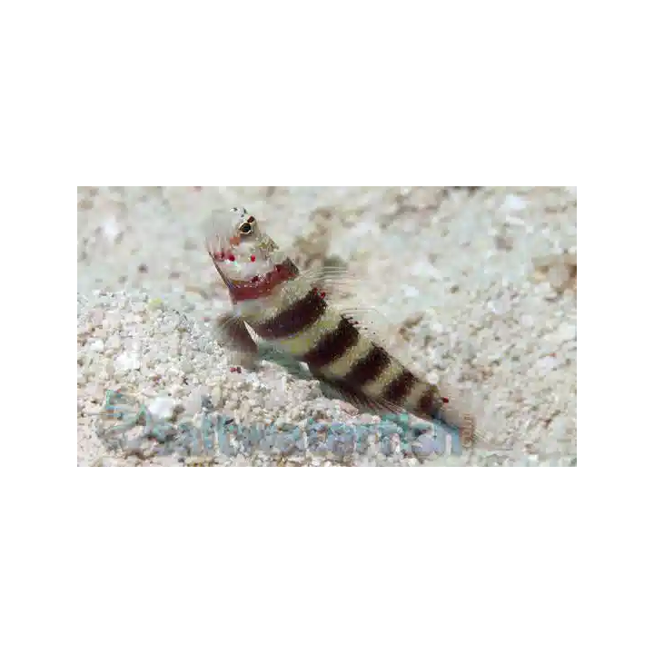 Gobio Abejorro (Bumblebee Goby)