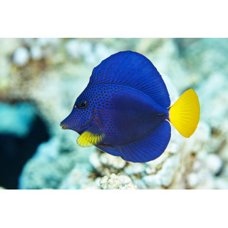 Cirujano Purpura (Purple Tang)