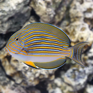 Cirujano Payaso (Clown Tang)