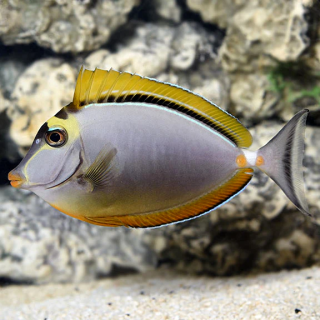 Cirujano Naso Rubio (Blonde Naso Tang)