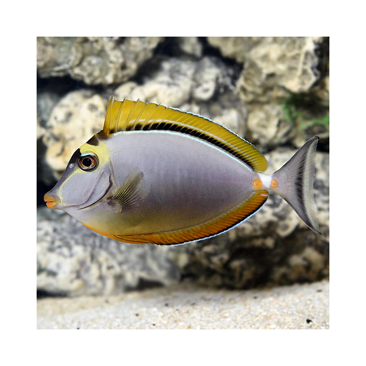 Cirujano Naso Rubio (Blonde Naso Tang)