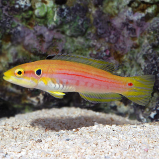 Pez dos Puntos (Twospot Hogfish)