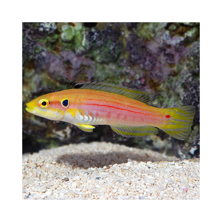 Pez dos Puntos (Twospot Hogfish)