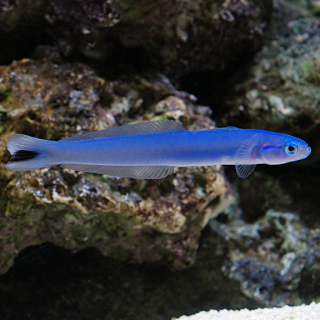 Gobio Dardo Azul (Blue Gudgeon Dartfish Goby)