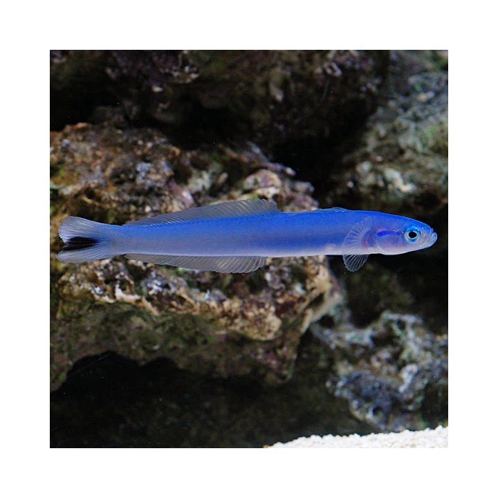 Gobio Dardo Azul (Blue Gudgeon Dartfish Goby)