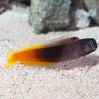 Blenio Bicolor (Macho)