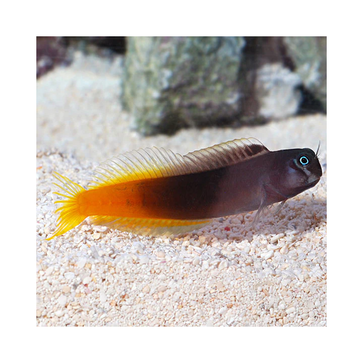 Blenio Bicolor (Macho)