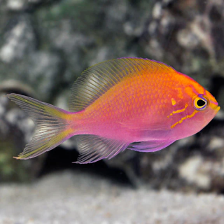 Anthias Rayo de Sol (Sunburst Anthias)