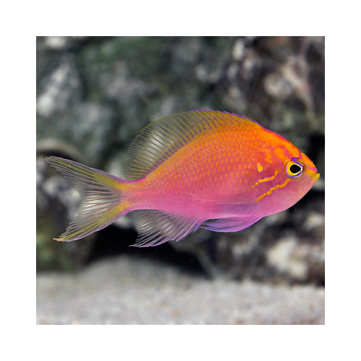 Anthias Rayo de Sol (Sunburst Anthias)