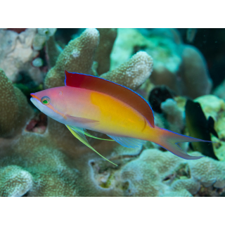 Anthia Dispar Macho (Dispar Anthias-Male)