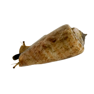 Caracol Tigre Arenero (Tiger Sand Conch Snail)