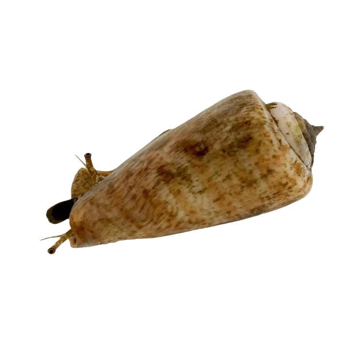 Caracol Tigre Arenero (Tiger Sand Conch Snail)