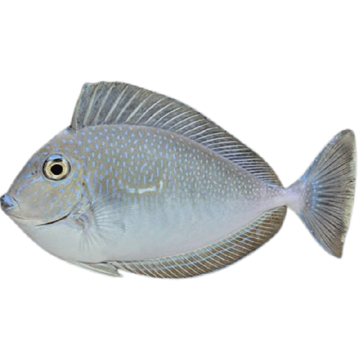 Cirujano Vlamingi (Tang Naso Vlamingi)