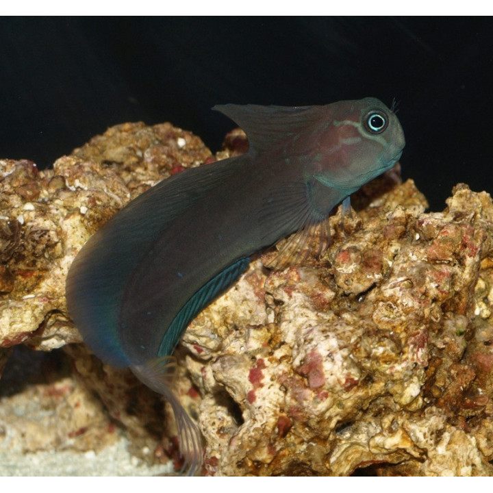 Blenio Tribal (Tribal Blenny)