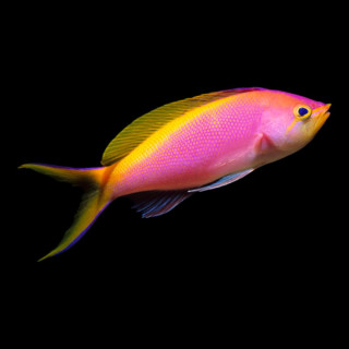 Anthia Bartlett Macho (Bartlett's Anthias Male)