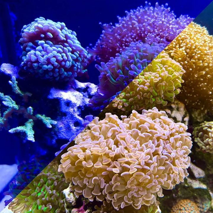 Lentes para Foto en Teléfono - Coral View Lens V3