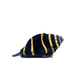 Caracol Abeja (Bumble Bee Snail)