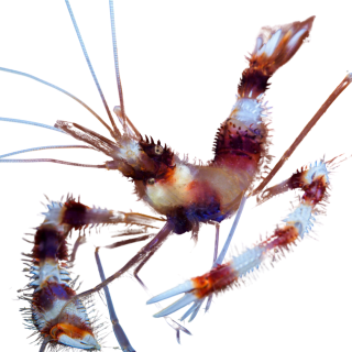 Camaron Boxeador/Bandeado  (Coral banded shrimp)