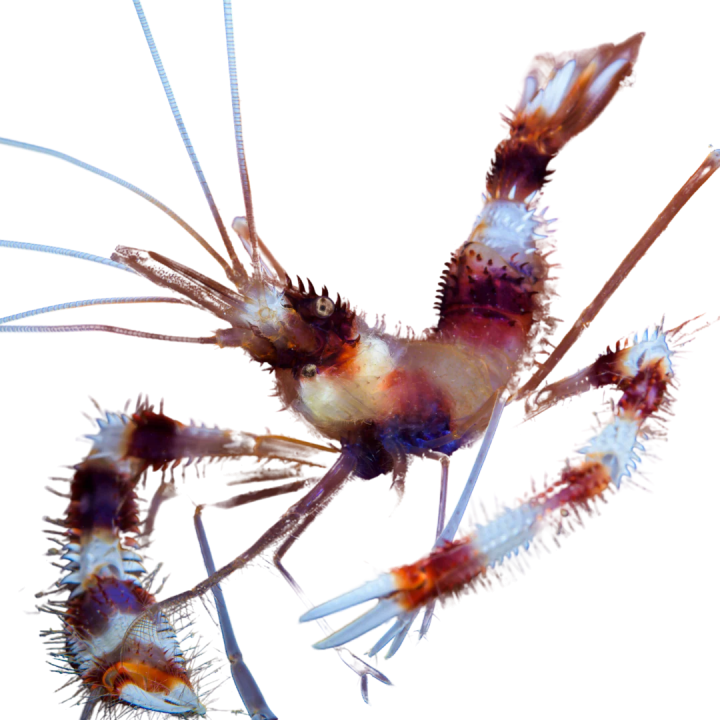 Camaron Boxeador/Bandeado  (Coral banded shrimp)