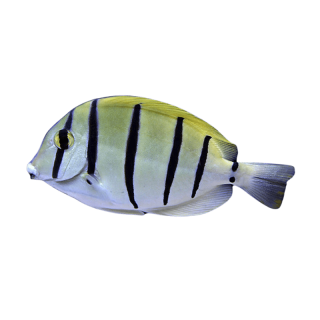Cirujano Convicto (Convict Tang)