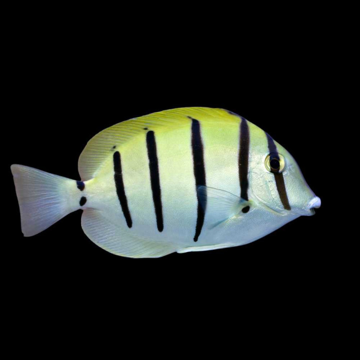 Cirujano Convicto (Convict Tang)