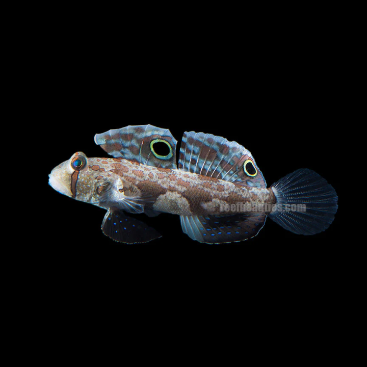 Gobio Puntos Gemelos (Twinspot Goby)
