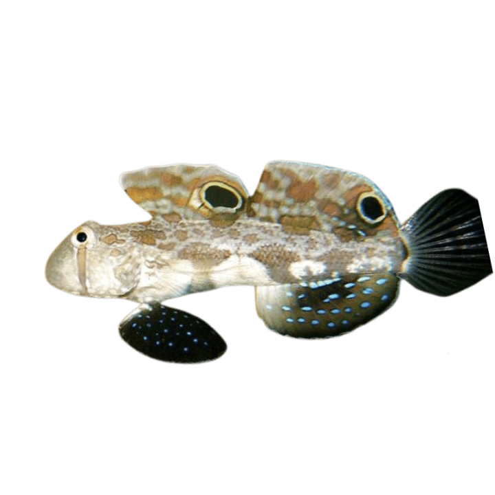 Gobio Puntos Gemelos (Twinspot Goby)