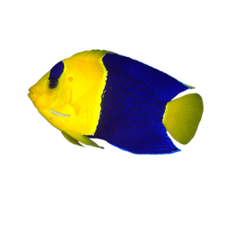 Angel Bicolor (Bicolor Angel)