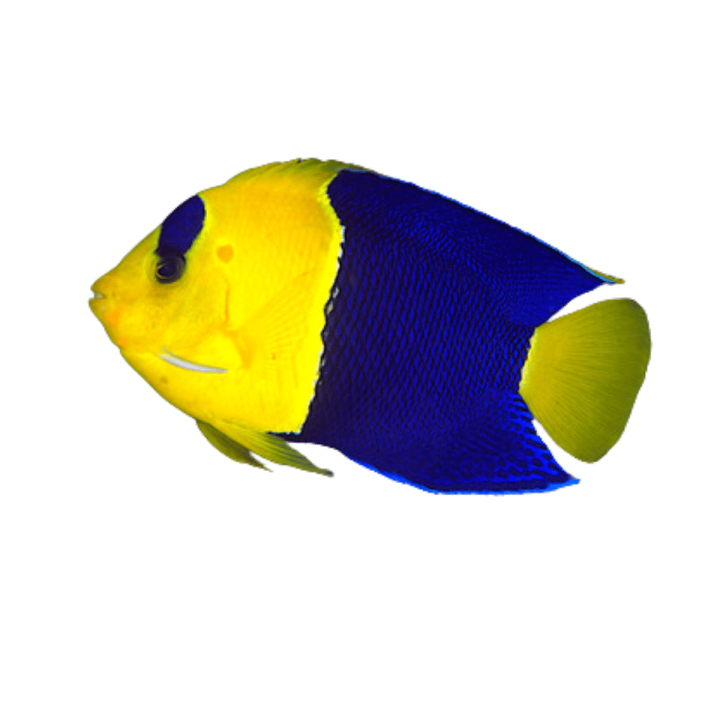 Angel Bicolor (Bicolor Angel)
