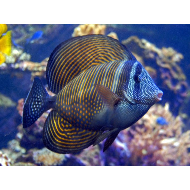Cirujano Desjardini (Desjardini Tang)