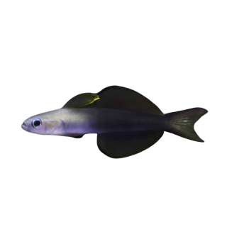 Gobio Cola de Tijera (Scissortail Goby)