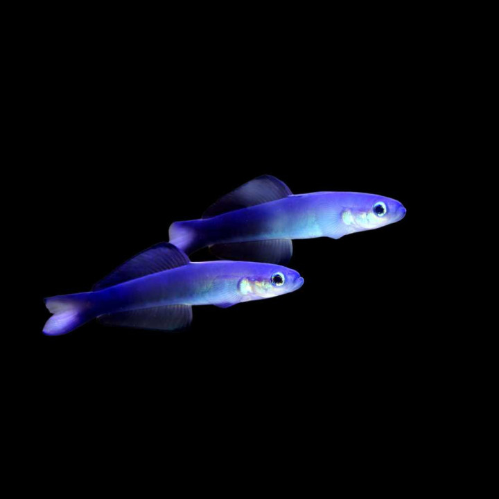 Gobio Cola de Tijera (Scissortail Goby)